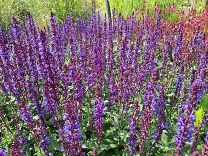 Salvia%20nemorosa%20Caramia01