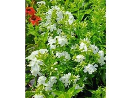 Phlox%20paniculata%20Early%20White02