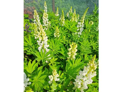 Lupinus%20Gallery%20White01