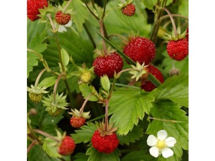 fragaria andy alls m