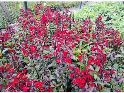 Lobelia%20speciosa%20Starship%20Scarlet03