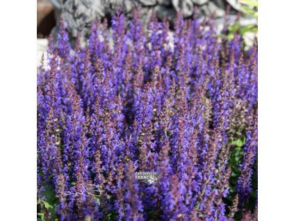 salvia s.d.b.1m1