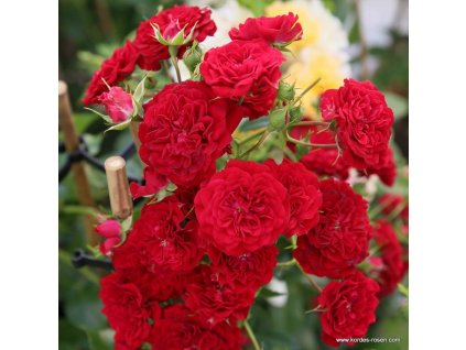 Rosa%20Crimson%20Siluetta01