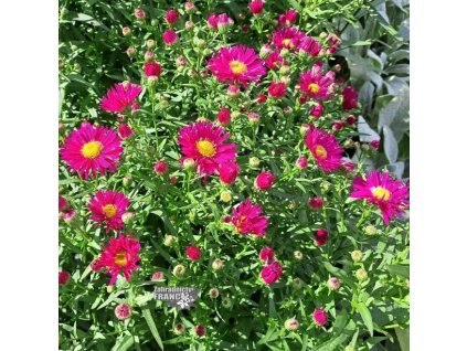 aster deep rose1m1
