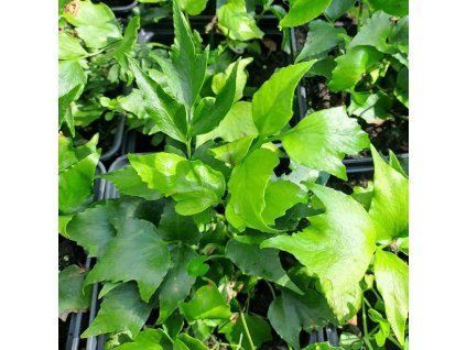 Cyrtomium%20falcatum02s