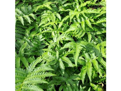 Matteucia orientalis01s