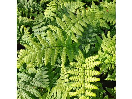 Dryopteris remota01s