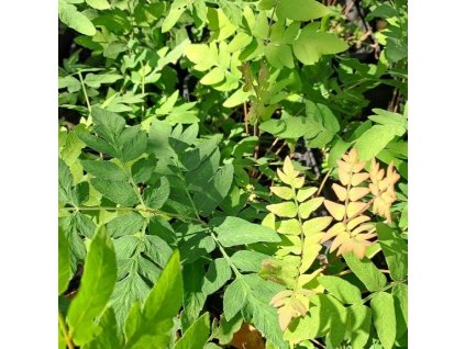 Osmunda purpurascens01s