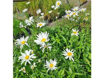 Leucanthemum%20Alaska01s