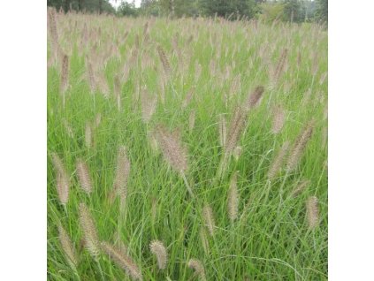 Pennisetum%20alopecuroides%20Compressum%2001s