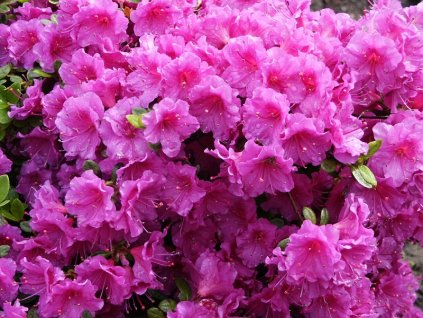 Azalea%20Enzett%20Schrammstein%2001