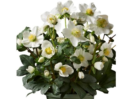 Helleborus Christmas Carol 01 s