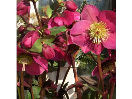 Helleborus Annys RED 01 s