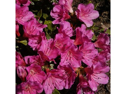 Azalea%20Haruko%2002