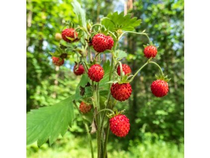 fragaria mignonette 1m
