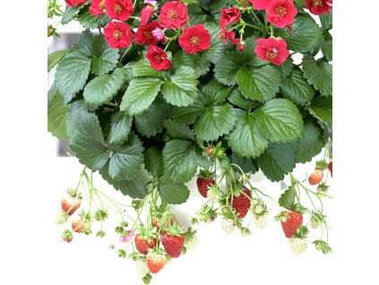 fragaria summer brezze rosa 1m