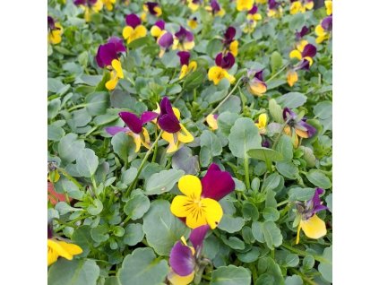 Viola cornuta Endurio Yellow with Red Wing01ctv