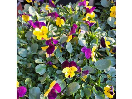 Viola cornuta Endurio Yellow with Red Wing02ctv