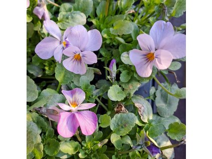 Viola cornuta Endurio Pink Shades01ctv