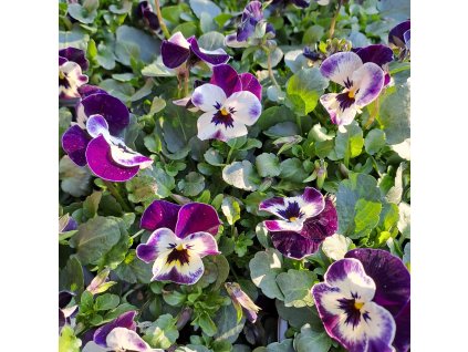 Viola cornuta Deltiny Cuty01ctv