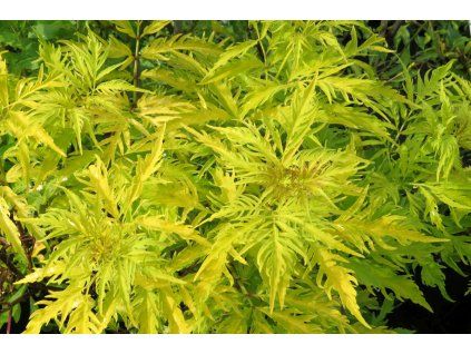 Sambucus racemosa Sutherland Gold 01