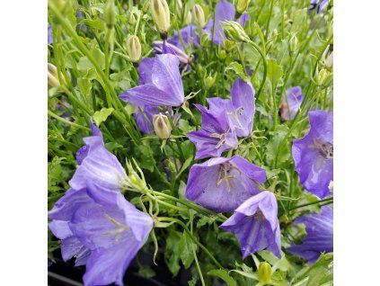 Campanula carpatica Deep Blue01ctv