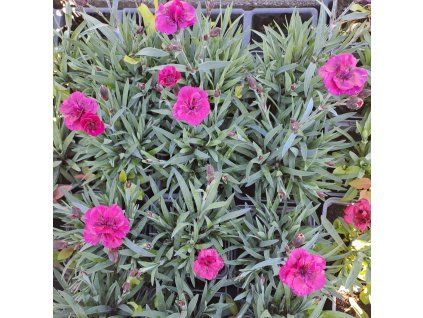 Dianthus Dynamic Dancing Rumba01ctv