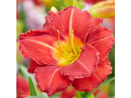 Hemerocallis Booby Ruby01