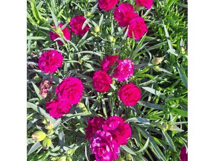 Dianthus Dinamic Violet 2501ctv