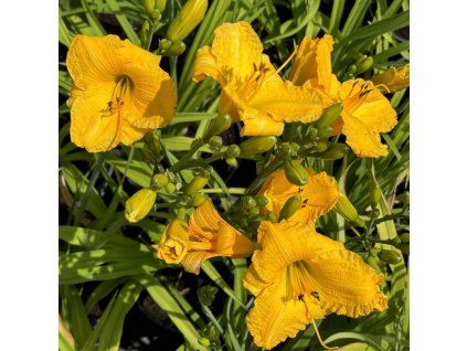Hemerocallis Bakabana01