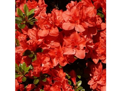 Azalea%20Signalgluhen%2001