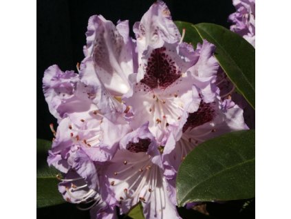 Rhododendron%20Blue%20Peter