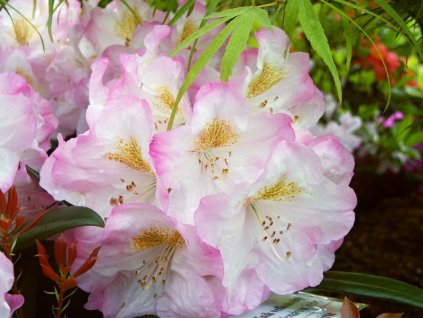 Rhododendron%20Brigitte%2001