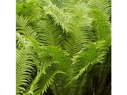 Matteucia struthiopteris 02ctv