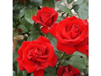 Rosa%20Ingrid%20Bergmann