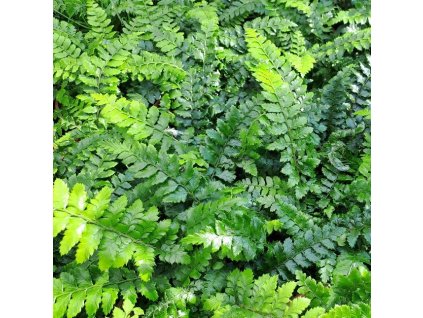 Polystichum polyblephalum01s