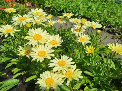 Leucanthemum%20Brodway%20Lights02