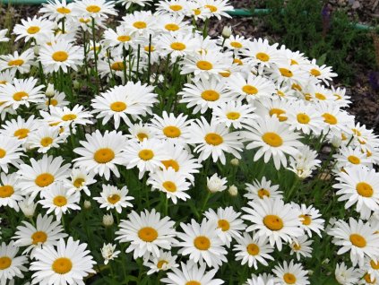 Chrysanthemum%20maximum%20Snow%20Lady%2001