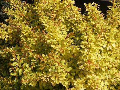 Berberis%20thunbergii%20Aurea