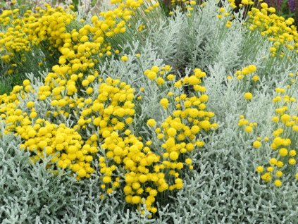Santolina%20chamaecyparisus%2001