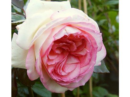 Rosa%20Pierre%20R