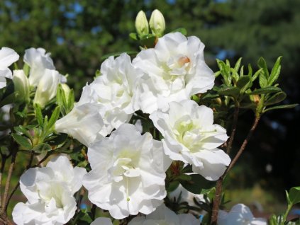 Azalea%20Schneeperle%2001