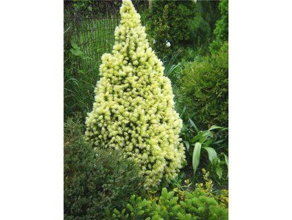 Picea%20glauca%20DaisyWhite