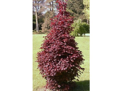 Acer%20platanoides%20Crimson%20Sentry1