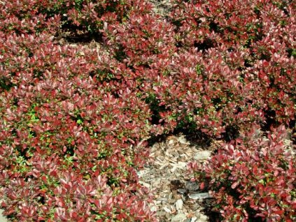 Berberis%20thun%20Atropurpurea%20Nana