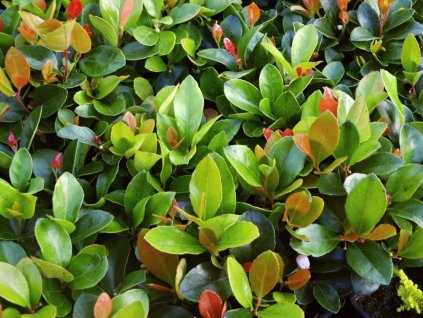 Gaultheria procumbens 02