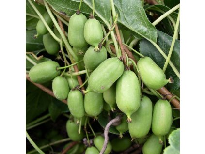 Actinidia arguta Issai 02