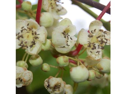Actinidia%20arguta%20Weiki%20II
