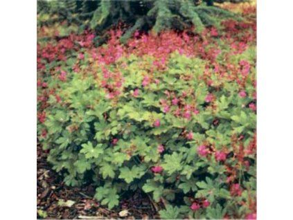 Geranium%20cantabrigene%20Cambridge