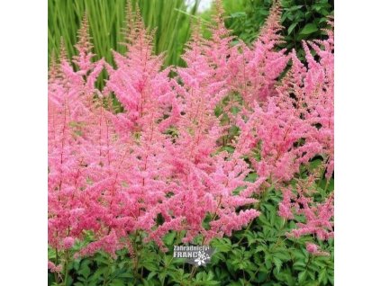 astilbe cattley1m1